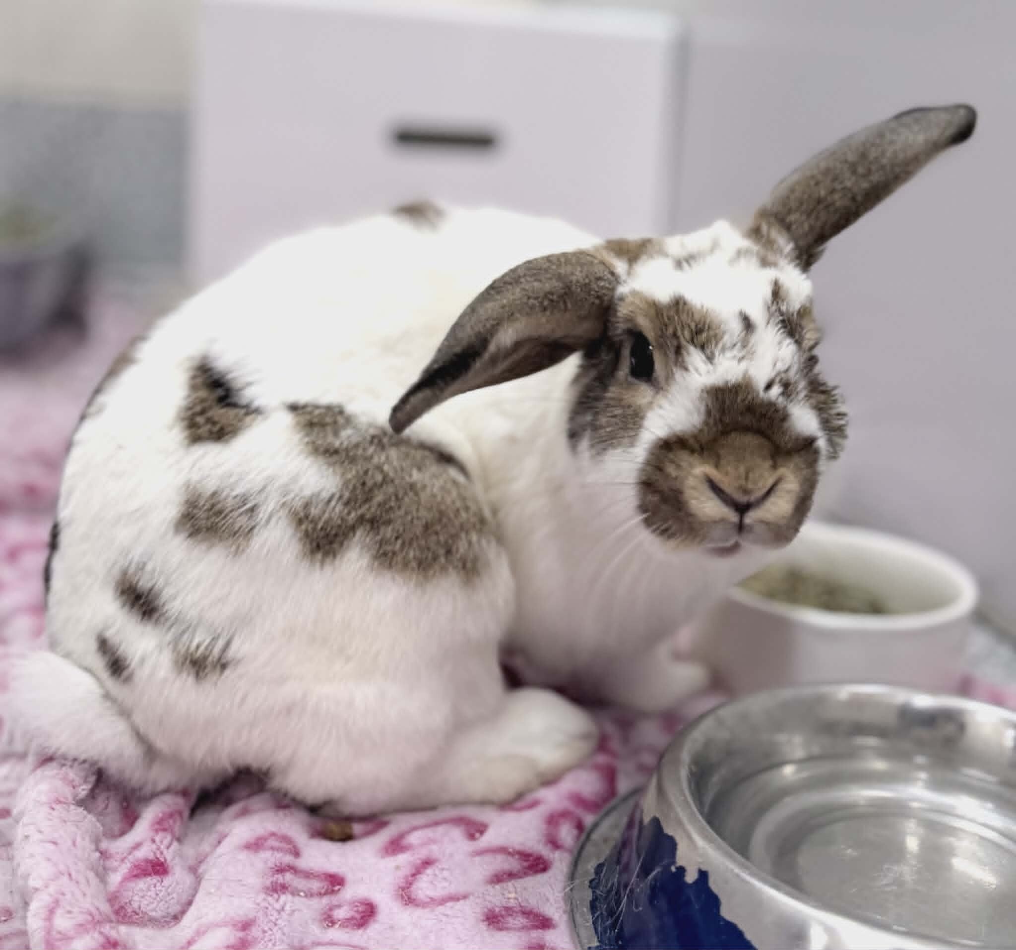 Picture of the Animal Listed